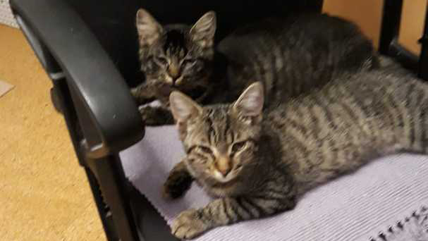 Merlin_und_Mia_Titelbild